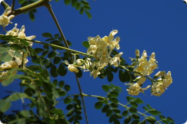 Moringa