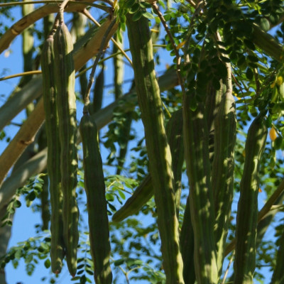 Moringa