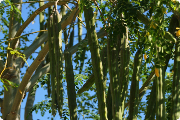 Moringa