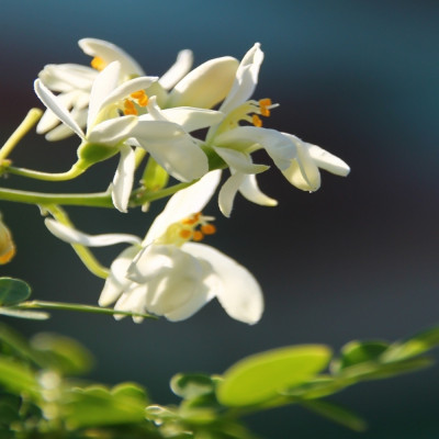 Moringa