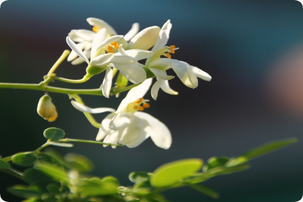 Moringa