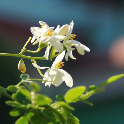 Moringa