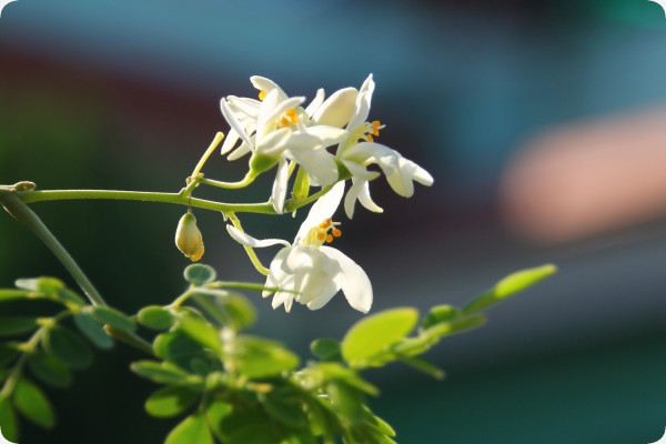 Moringa