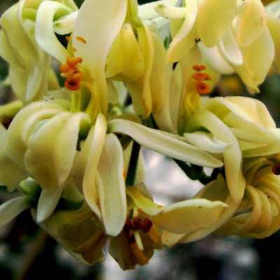 Moringa