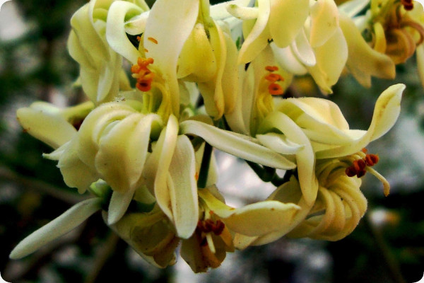 Moringa