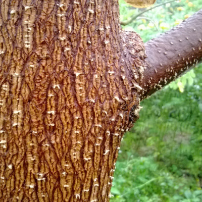 Moringa