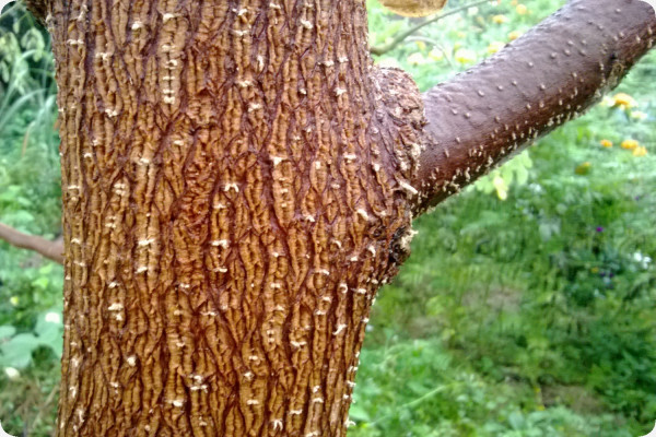 Moringa
