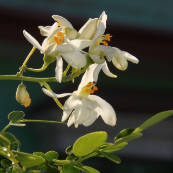 Moringa