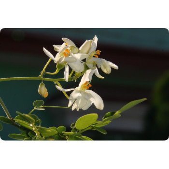 Moringa
