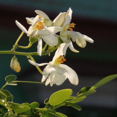 Moringa