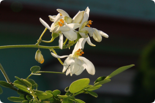 Moringa