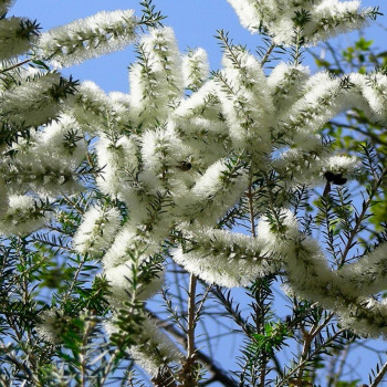Australischer Teebaum