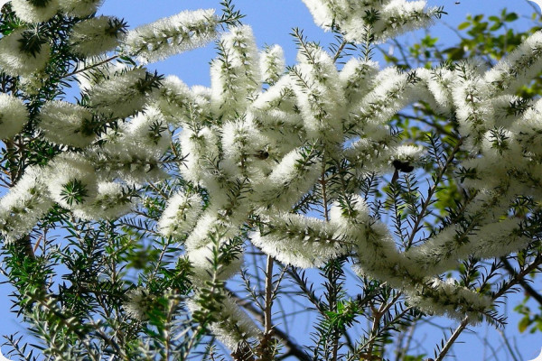 Australischer Teebaum