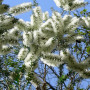 Australischer Teebaum
