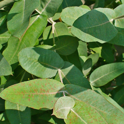 Eucalyptus (bicostata)
