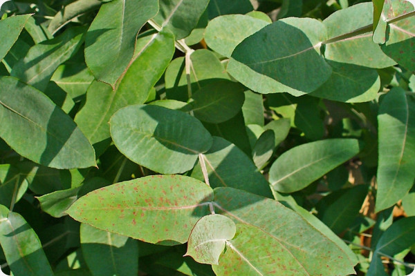 Eucalyptus (bicostata)