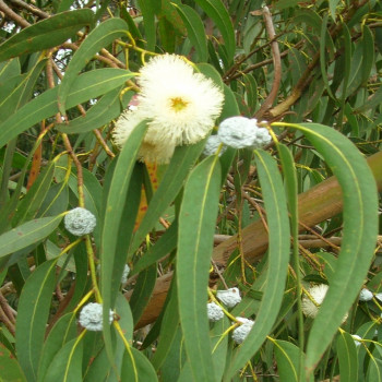 Eucalyptus (bicostata)