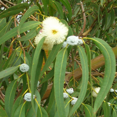Anzuchtset - Australiens Pflanzenwelt