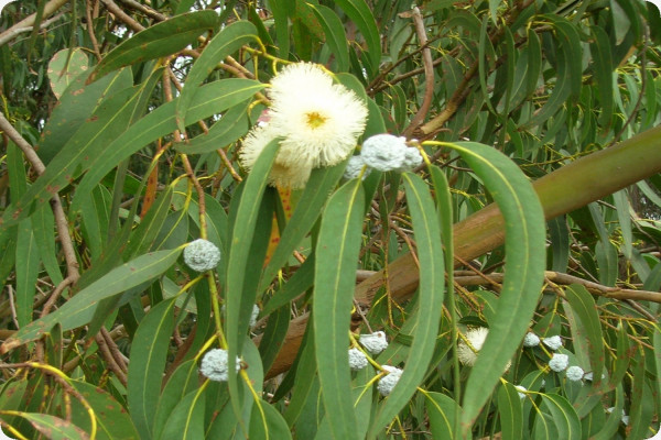 Anzuchtset - Australiens Pflanzenwelt