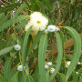 Eucalyptus (bicostata)