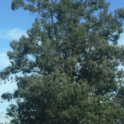 Eucalyptus (bicostata)