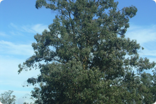 Eucalyptus (bicostata)