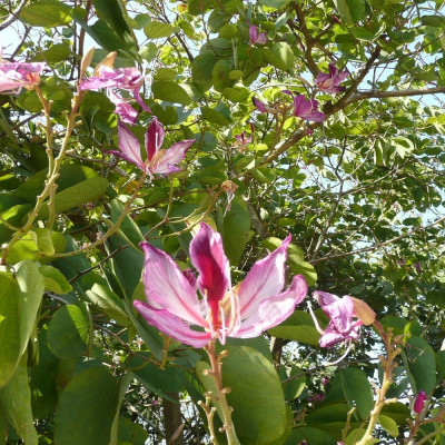 Orchideen-Baum