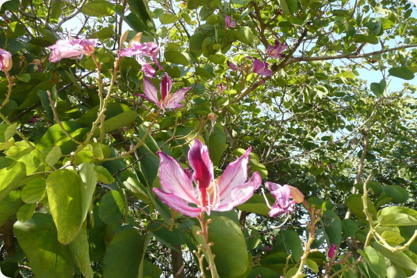 Orchideen-Baum