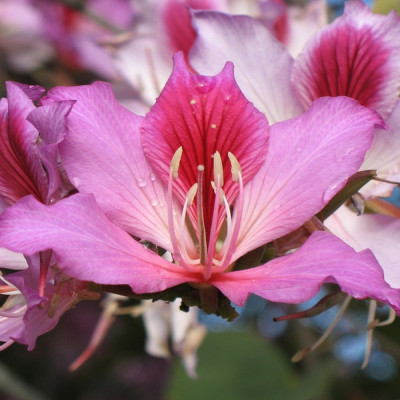 Orchideen-Baum