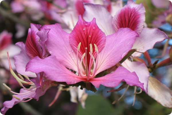 Orchideen-Baum