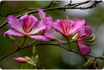 Anzuchtset - Träume der Südsee
