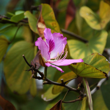 Orchid tree
