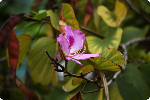 Orchideen-Baum