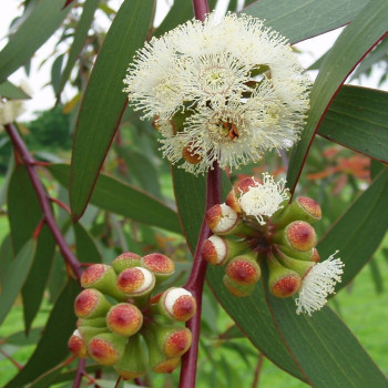 Schnee - Eucalyptus