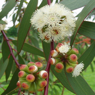 Schnee - Eucalyptus