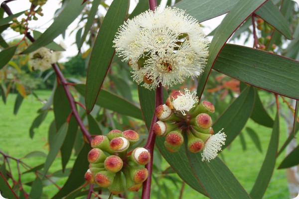 Schnee - Eucalyptus