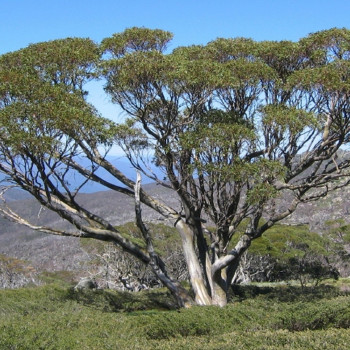 Schnee - Eucalyptus