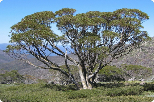 Schnee - Eucalyptus