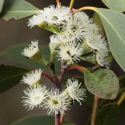 Schnee - Eucalyptus