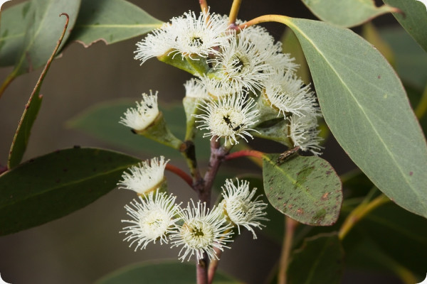 Schnee - Eucalyptus