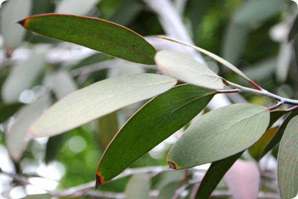 Schnee - Eucalyptus