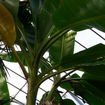 Darjeeling - Banane