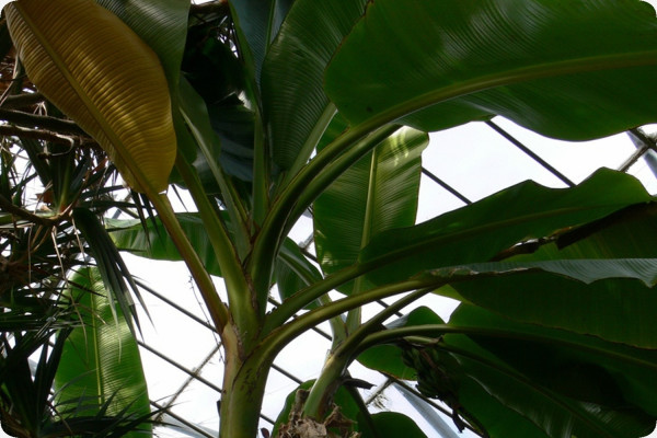 Darjeeling - Banane