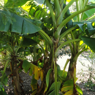 Darjeeling - Banane