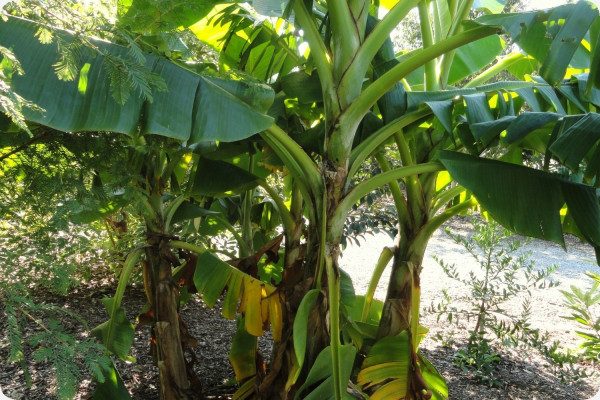 Darjeeling - Banane
