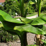 Darjeeling banana