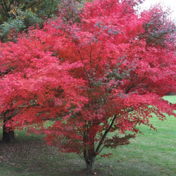 Red Japanese maple