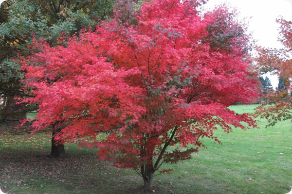 Red Japanese maple