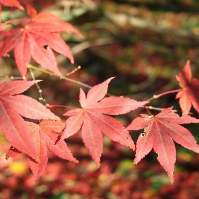 Red Japanese maple