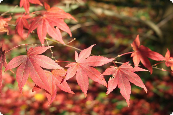 Red Japanese maple